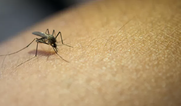 Minuto da Saúde: Uso de repelentes contra o mosquito da dengue