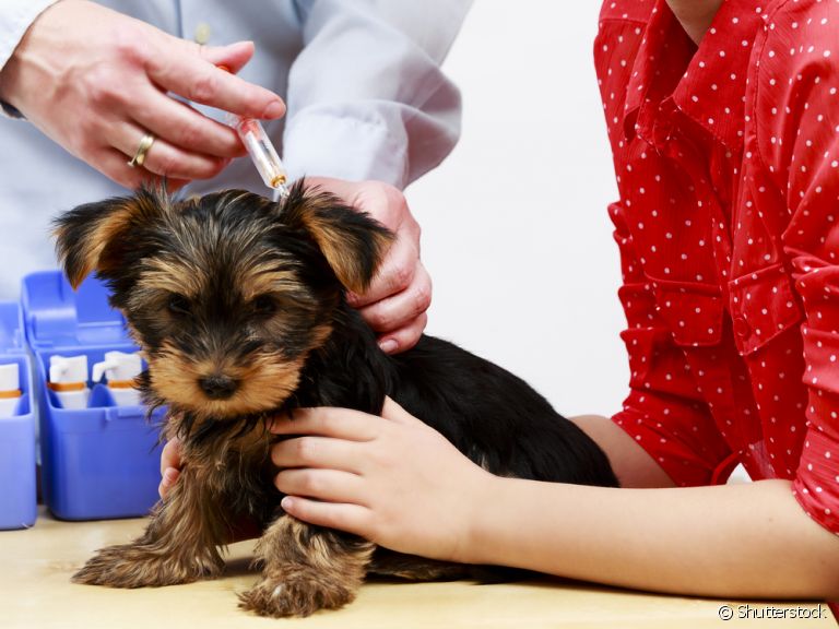 Cão recebe aplicação de vacina contra a raiva