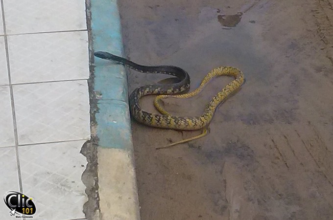 Fotos: Valzão Corretor