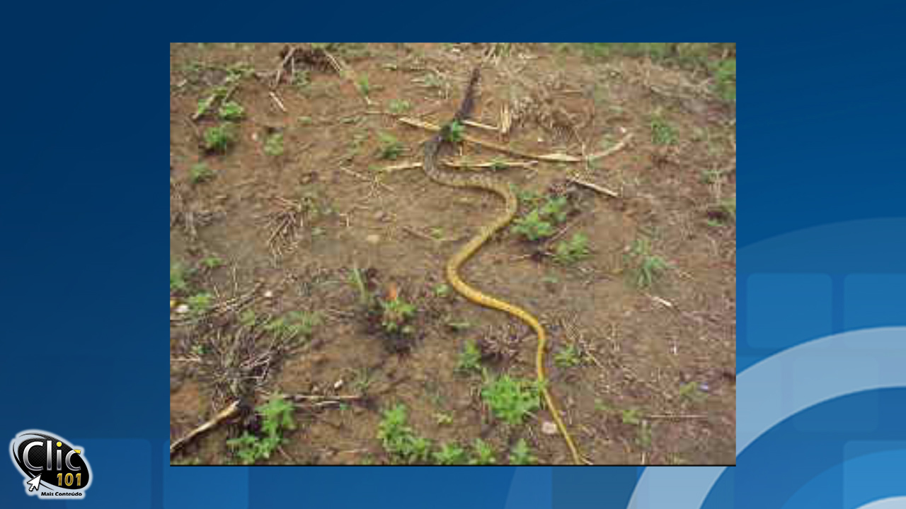 Cobra APARECIDA, sendo devolvida a natureza 