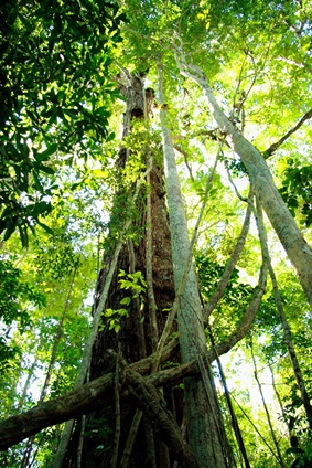 Foto: Veracel