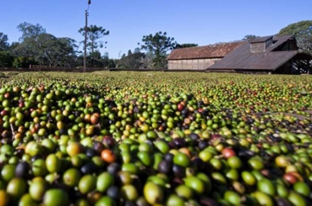 Foto: Reprodução CNA