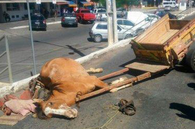 Foto: Divulgação/PM