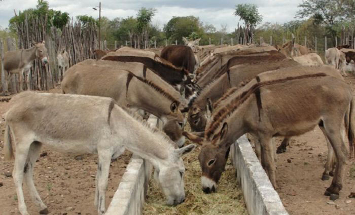 Burros que seriam abatidos em frigorífico de MG morrem após