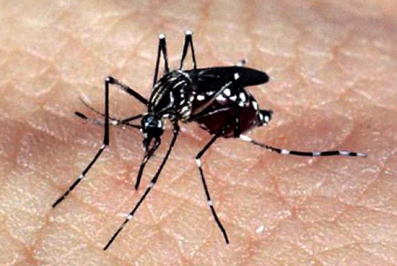 A doença infecciosa pode ser transmitida pelos mosquitos Aedes aegypti e Aedes albopictus -Arquivo/Agência Brasil