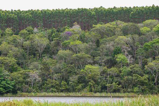 Eucalipto e Mata Atlântica