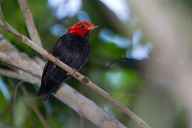 Cabeça encarnada