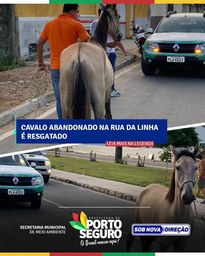 Prefeitura de Porto Seguro - Cavalo vítima de maus-tratos é