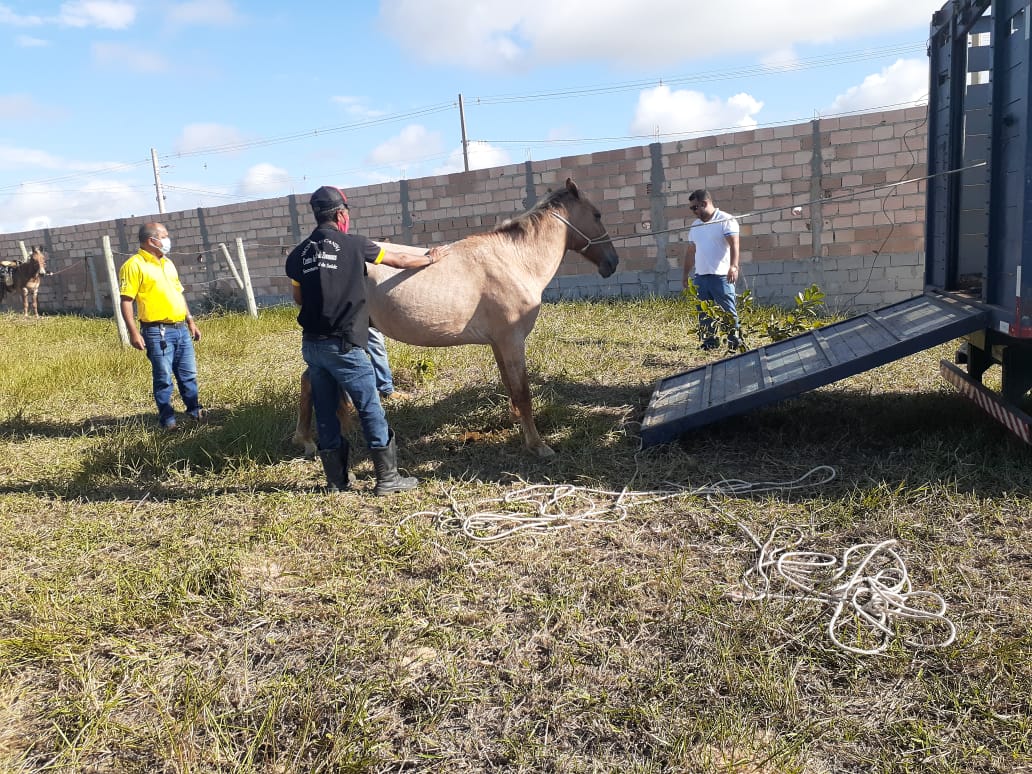 Animais soltos provocavam risco de acidentes