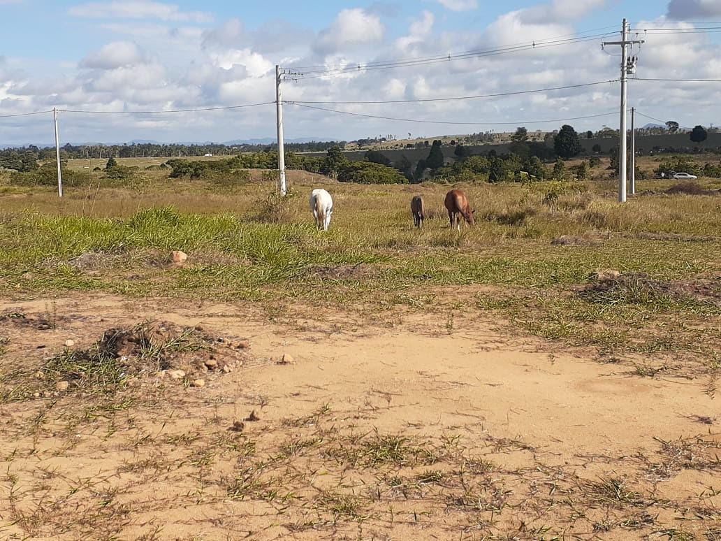 Equipe do CCZ apreende diversos cavalos em Eunápolis