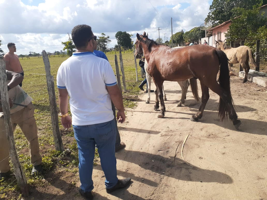 Animais apreendidos perambulavam pela Estrada da Colônia e BR-101