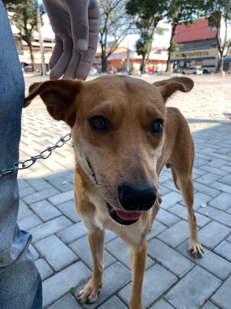 Cachorro na Praça do Pequi, em Eunápolis