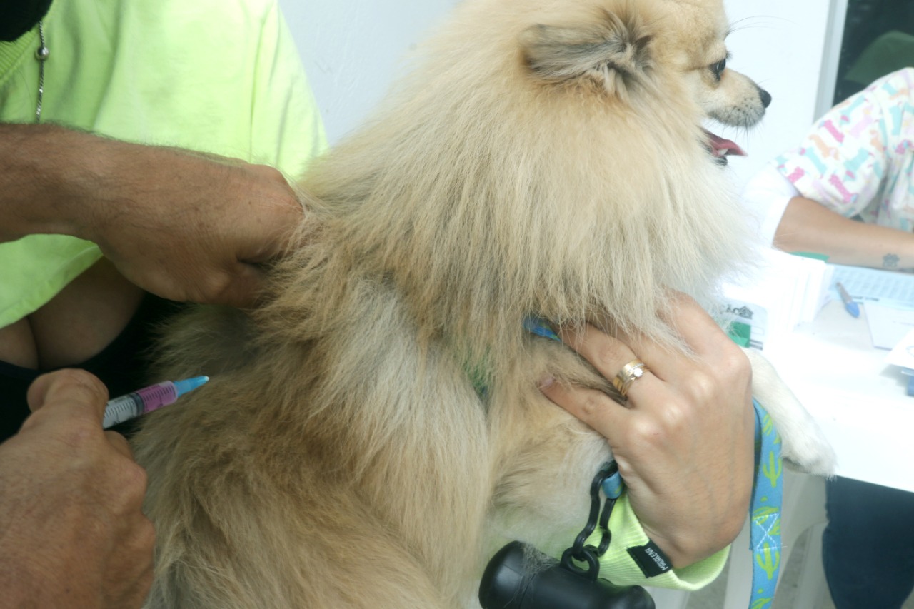 Cachorro recebe vacina contra a raiva no CCZ de Eunápolis