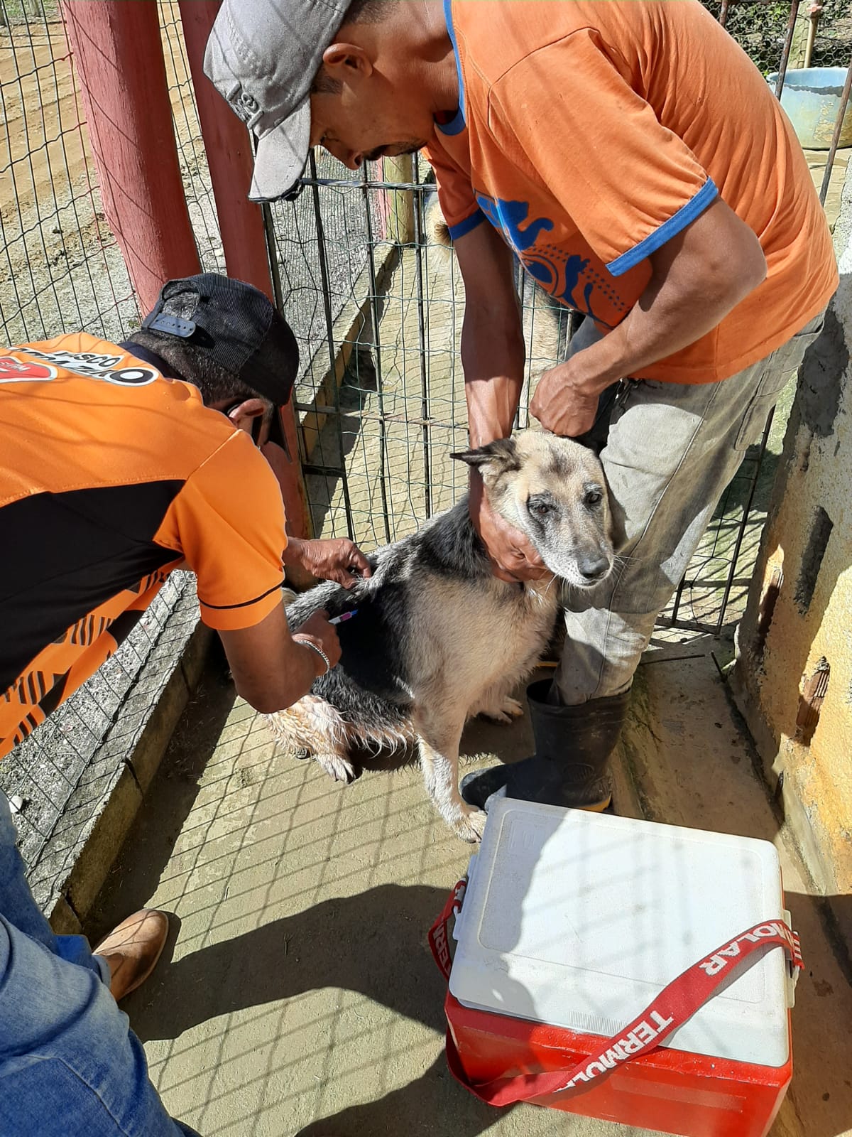 Animal é imunizado contra a raiva durante campanha de vacinação