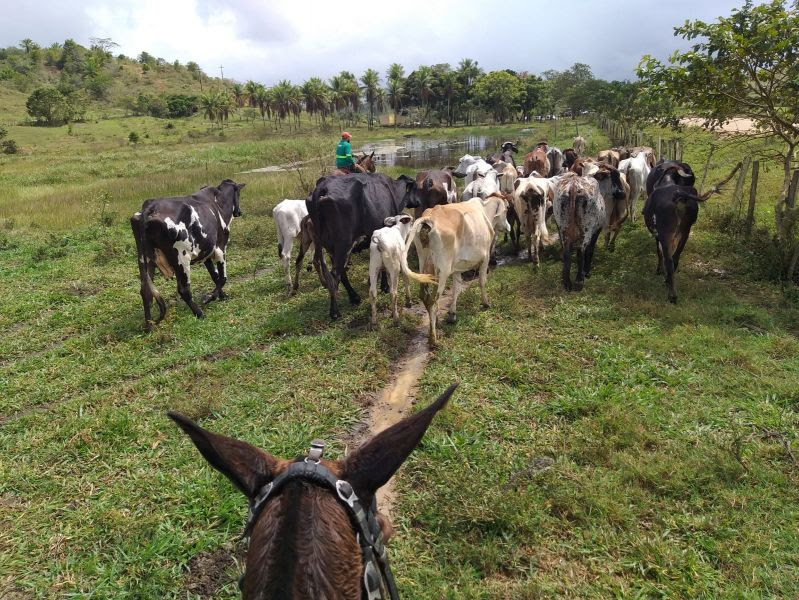  Atuação da equipe durante ação em Belmonte (Foto: Divulgação Ascom ADAB)