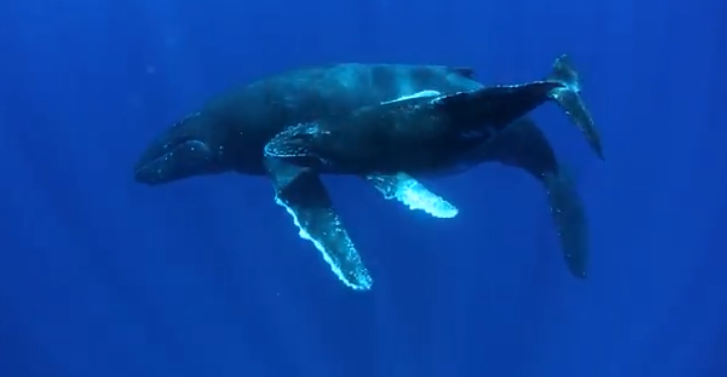 Imagens de baleias jubarte na região de Abrolhos (Créditos: Enrico Marcovaldi / Projeto Baleia Jubarte). Clique aqui para mais imagens.