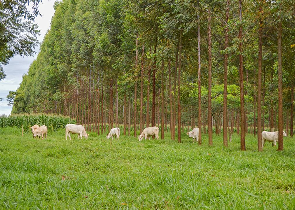 A parte prática do trabalho de monitoramento do gado incluiu sistemas de integração Lavoura-Pecuária (ILP), na fazenda Canchim (SP), da Embrapa