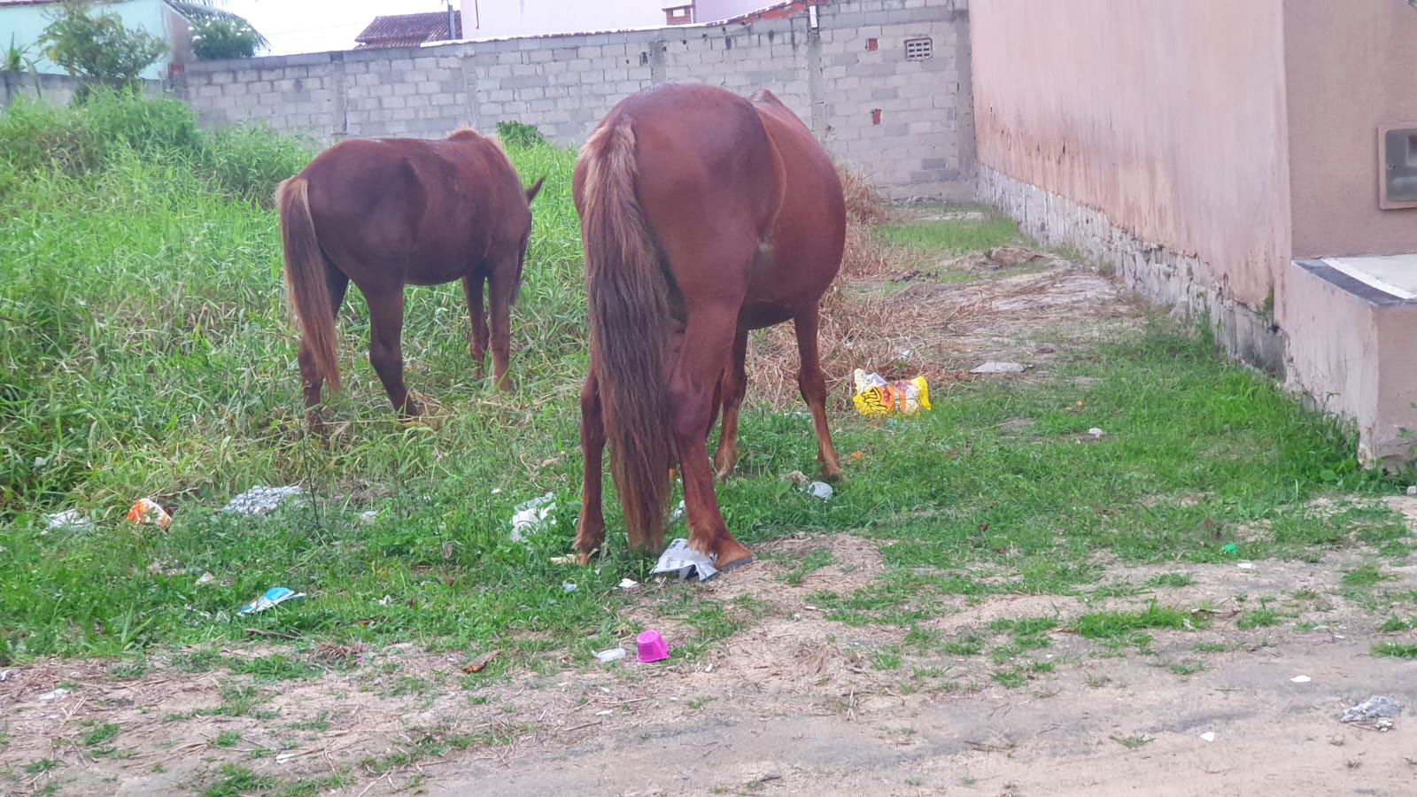 Não raro, animais pastejam livremente em terrenos da Avenida Cidade do Cairo