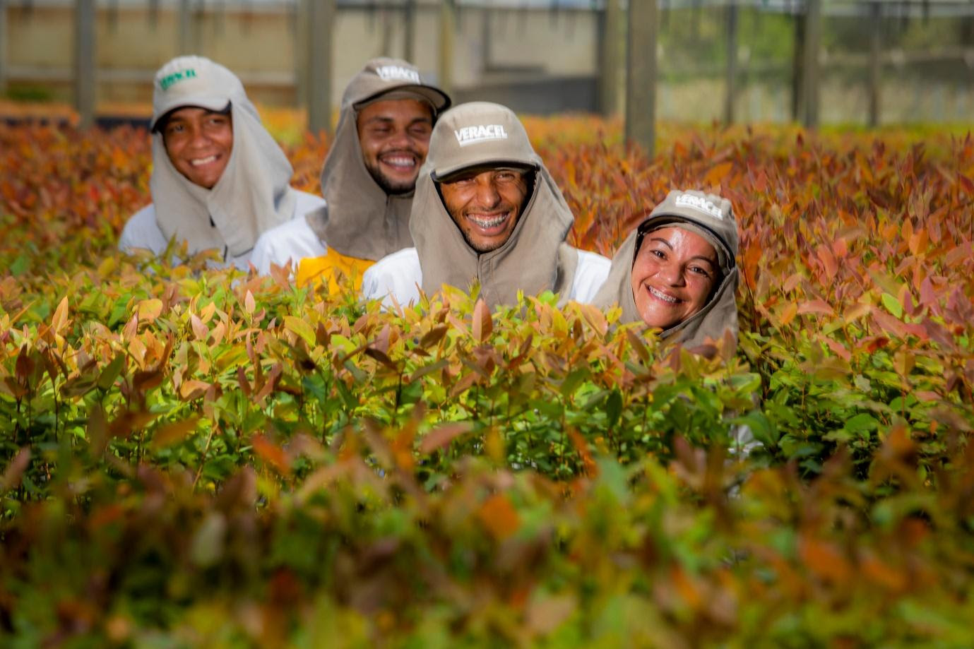 Trabalhadores da Veracel, durante o plantio de mudas de eucalipto