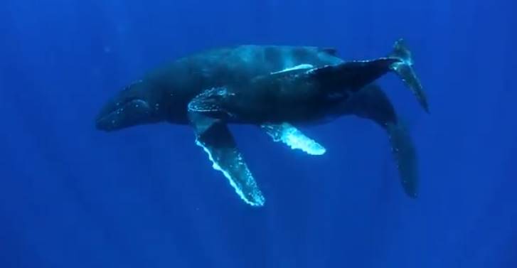 Baleias jubarte (Foto divulgação IBJ)