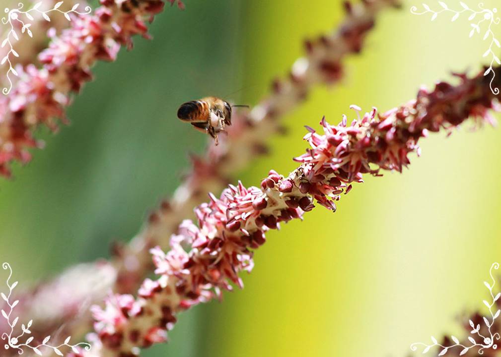 O propósito da plataforma Infobee é auxiliar o processo de tomada de decisão dos criadores de abelhas - Foto: Ronaldo Rosa