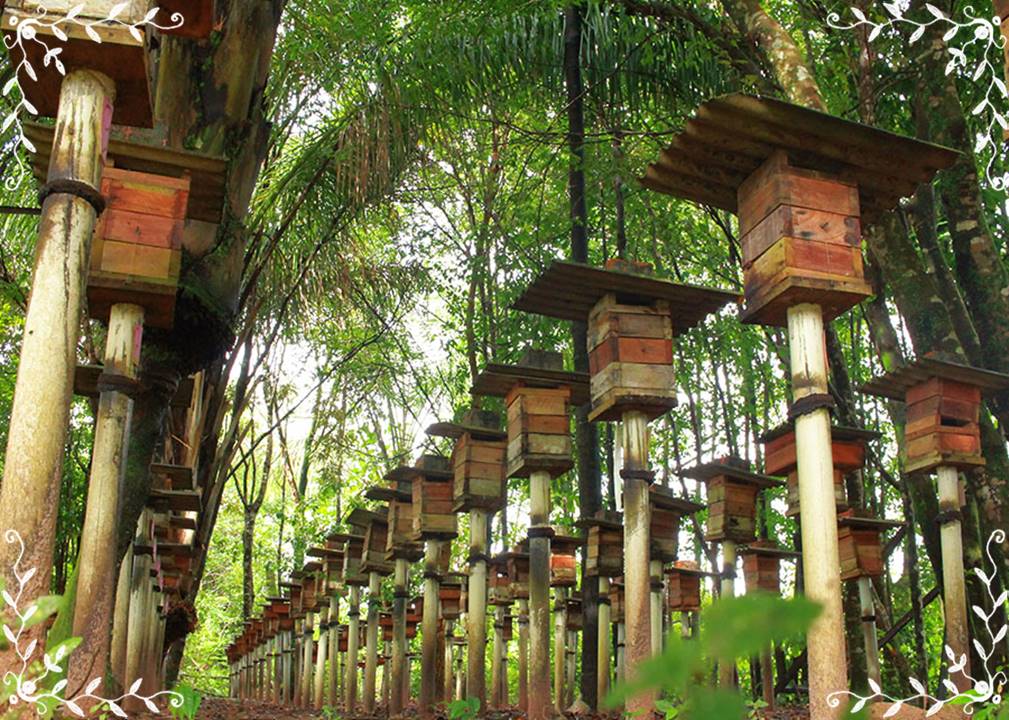 A meliponicultura é uma atividade exercida em diferentes regiões do Brasil. O País tem 244 espécies de abelhas sociais nativas conhecidas pela ciência. Dessas, 215 estão na Amazônia Legal - Foto: Ronaldo Rosa