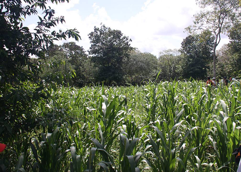 Mudanças no uso da terra podem promover o armazenamento de maiores índices de carbono no solo, segundo o IPCC. Sistemas agroflorestais são alternativas sustentáveis / Foto: Teógenes Senna de Oliveira