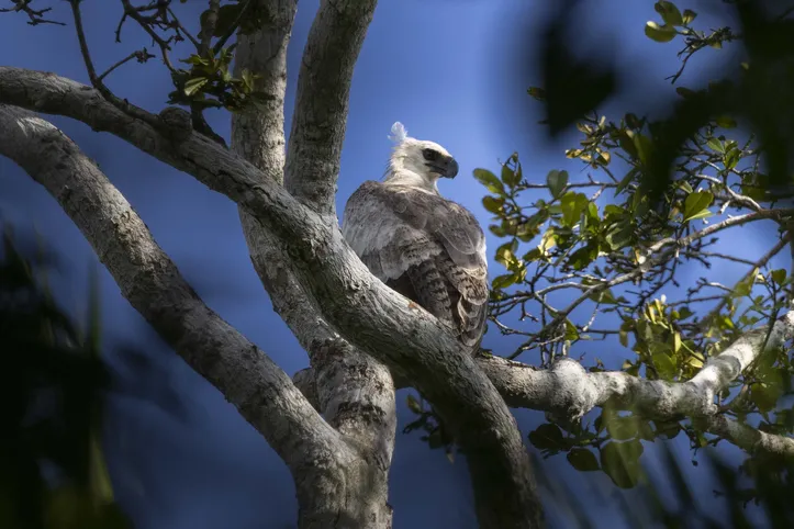 Fauna local é mantida com preservação de áreas de mata nativa | Foto: Divulgção | Veracel