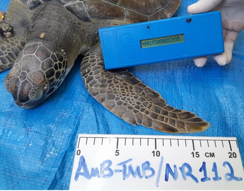 Espécie de tartaruga-verde (chelonia-mydas) passou cerca de três meses em tratamento antes de retornar ao seu habitat natural. Crédito: Veracel