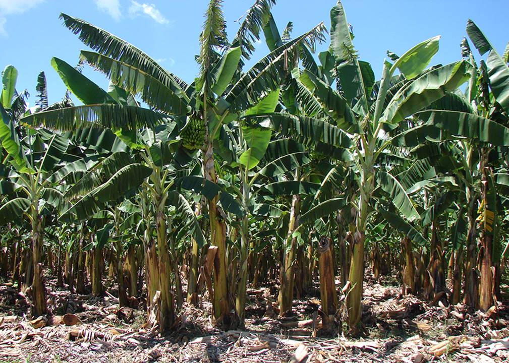 Bananeiras BRS Platina, da Embrapa, resistentes à raça 4 tropical da murcha de Fusarium a principal doença da cultura no mundo. Foto: Lea Cunha