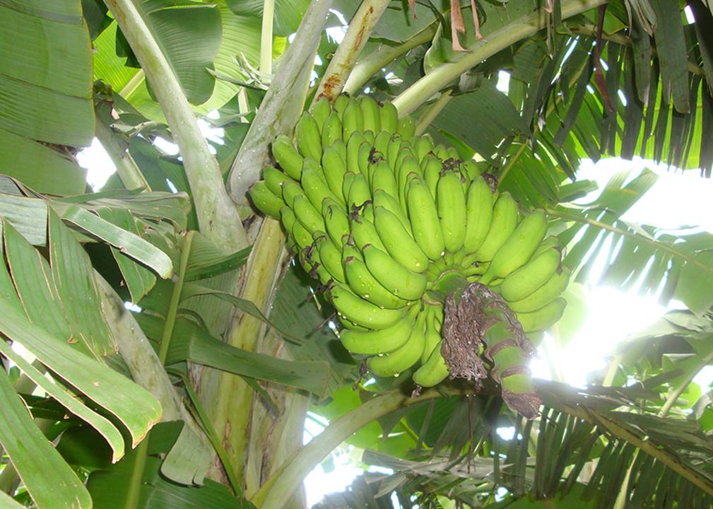Banana BRS Princesa, da Embrapa, resistente à murcha de Fusarium R4T. Foto: Edson Amorim