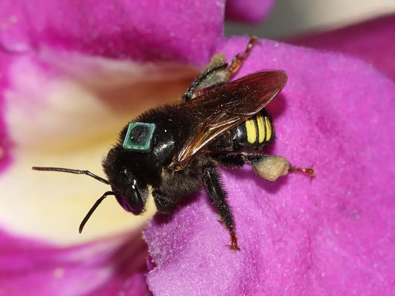 Foto: Cristiano Menezes - Operária de Melipona quadrifasciata, em coleta de pólen, com microetiqueta de radiofrequência fixada ao tórax para monitoramento individual de forrageamento e drift