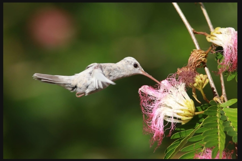 O beija-flor é do gênero Chlorestes de cor branca e foi avistado na Estação Veracel. Não há registro de outro indivíduo com essa mutação em todo o mundo. Crédito da foto: Jailson Souza