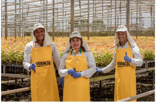 Equipe da Veracel na área de viveiro de mudas da companhia (Foto: Quelvin Clécio