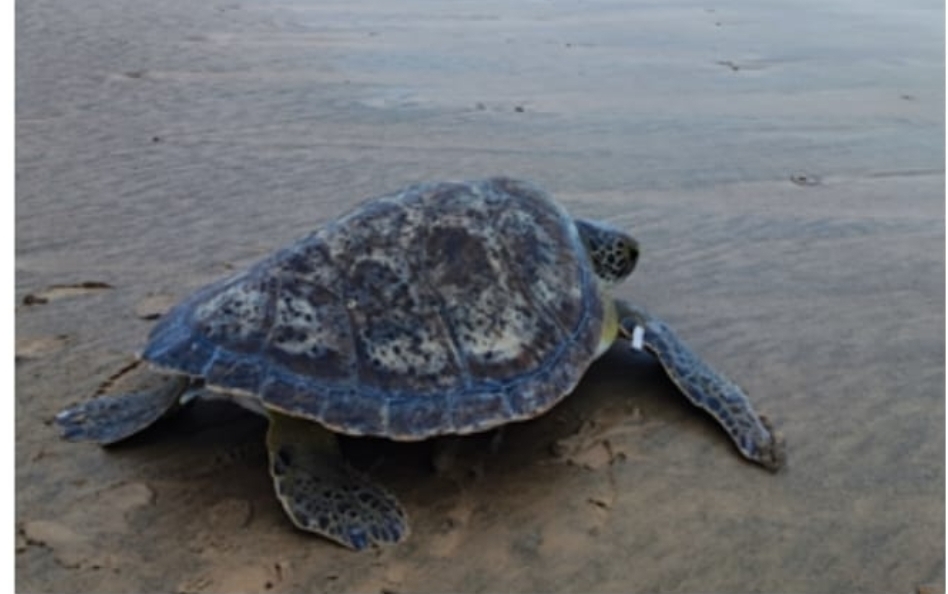 Primeira tartaruga marinha recuperada pelo Centro de Reabilitação de Tartarugas marinhas de Belmonte retornou ao mar (Foto:divulgação Veracel). Clique aqui para ver o video