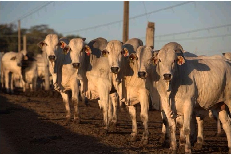 Sistema de identificação individual impacta tanto porteira afora quanto dentro da propriedade, trazendo transparência e mais rentabilidade ao setor