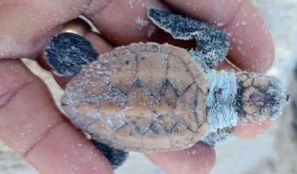 Nascimento de tartarugas reforça conservação na praia Patimirim em Trancoso; Asfaltamento da ciclovia do Anel Viário