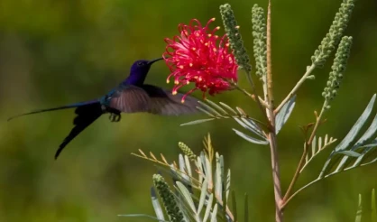6º Festival de Aves de Porto Seguro celebra a biodiversidade da Mata Atlântica e a conservação ambiental