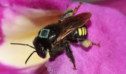 Boas práticas de manejo reduzem erros de navegação em colônias de abelhas