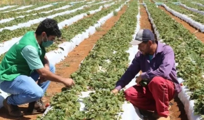 El Niño em 2026: impactos na agricultura brasileira