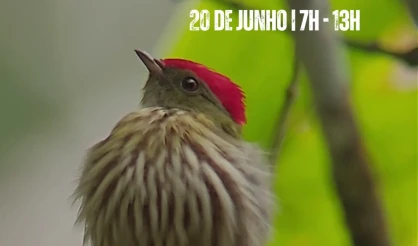 Passarinhada do Monte Pascoal convida visitantes para imersão na Mata Atlântica e cultura Pataxó