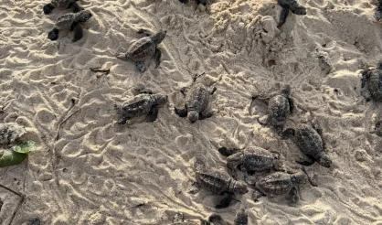 Nascimento de tartarugas-de-pente reforça preservação em Trancoso