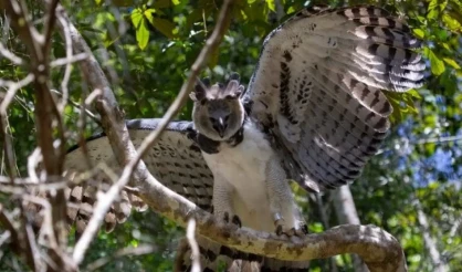 Conservação da Mata Atlântica no Sul da Bahia traz ganhos para a biodiversidade local