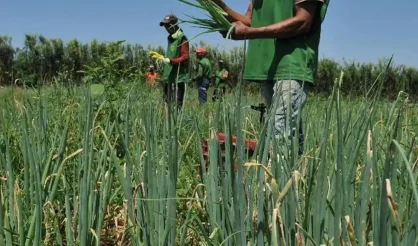 Mais da metade dos setores do agro registra queda e abril fecha com saldo negativo de empregos