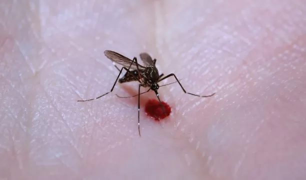 Casos de dengue crescem 21% no Brasil